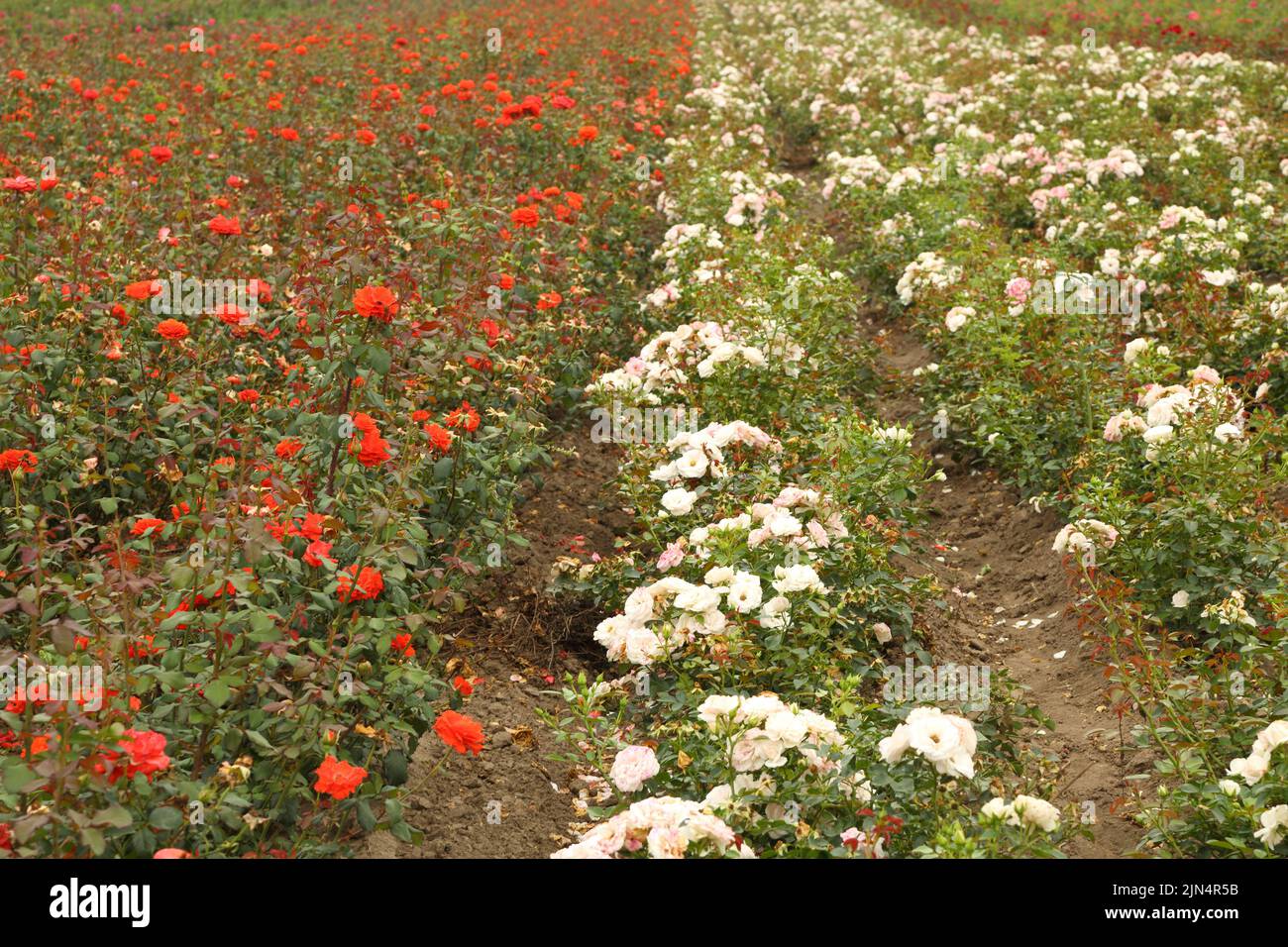 Piantagione di rose. Rose crescenti per giovani pianta. Fattoria di rose. Foto Stock