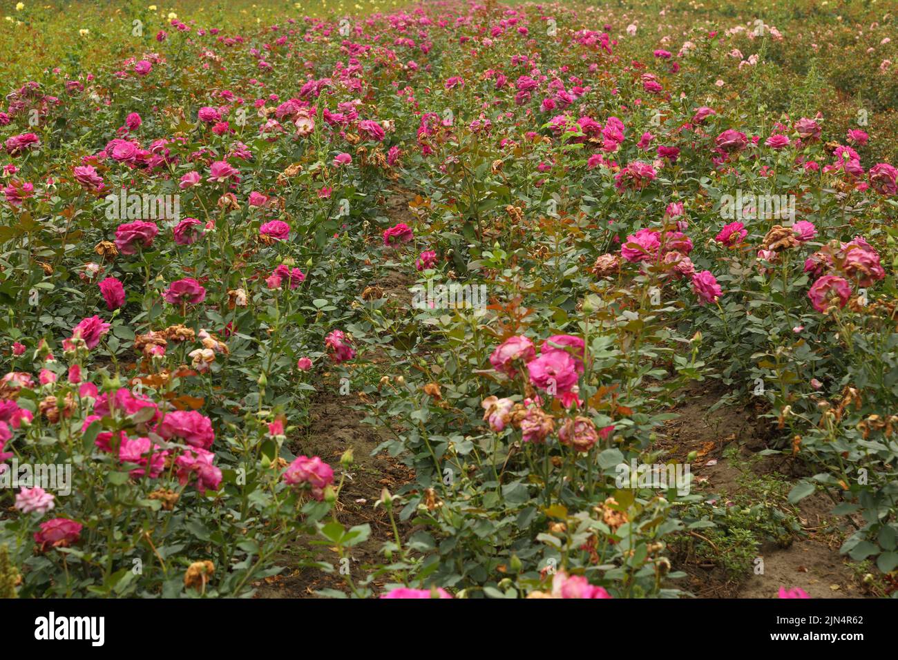 Piantagione di rose. Rose crescenti per giovani pianta. Fattoria di rose. Foto Stock