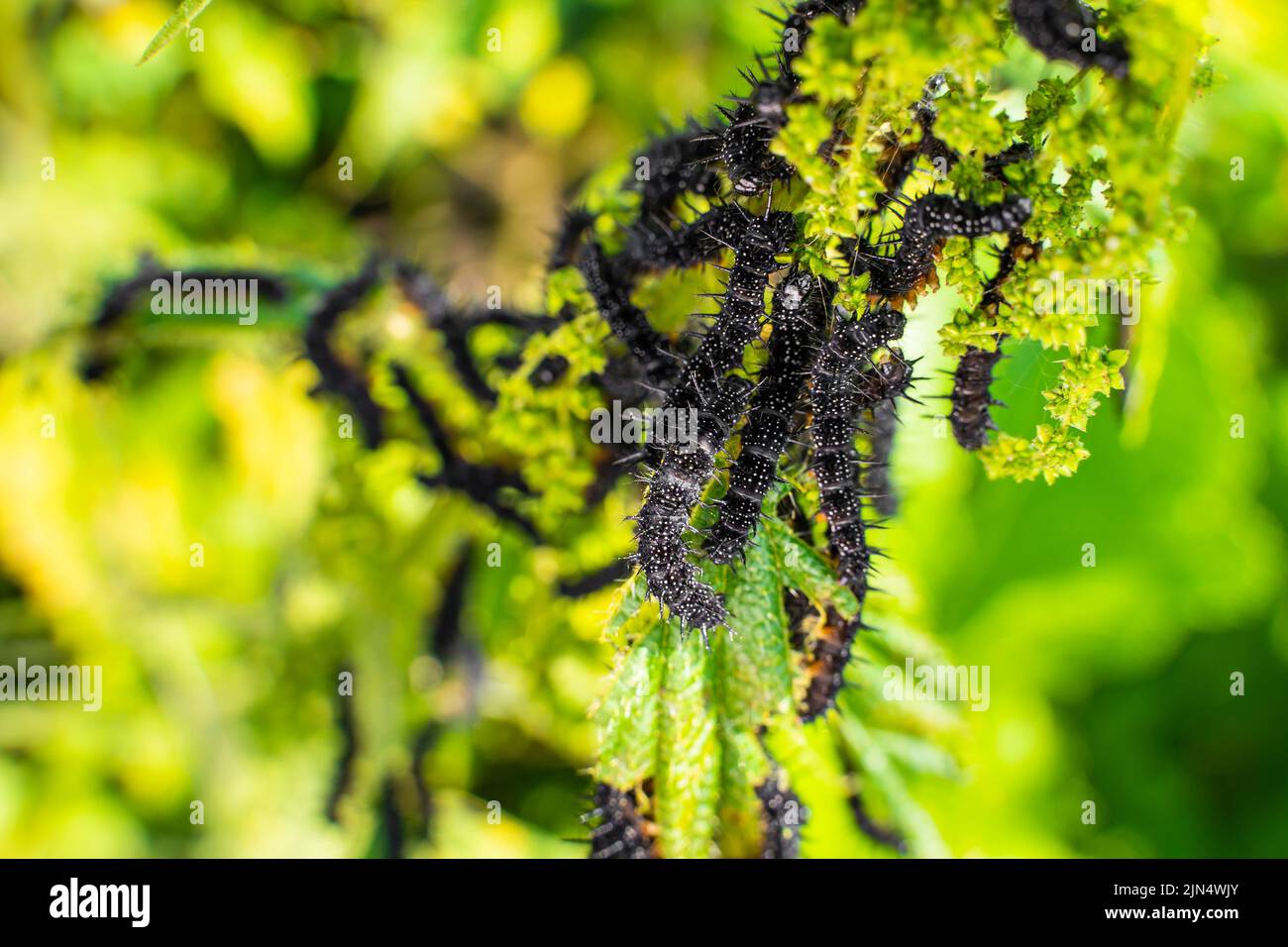 Molti cerchietti neri della farfalla di pavone sulle ortiche da vicino, sfondo sfocato. Un bruco nero con punte e punti bianchi mangia l Foto Stock