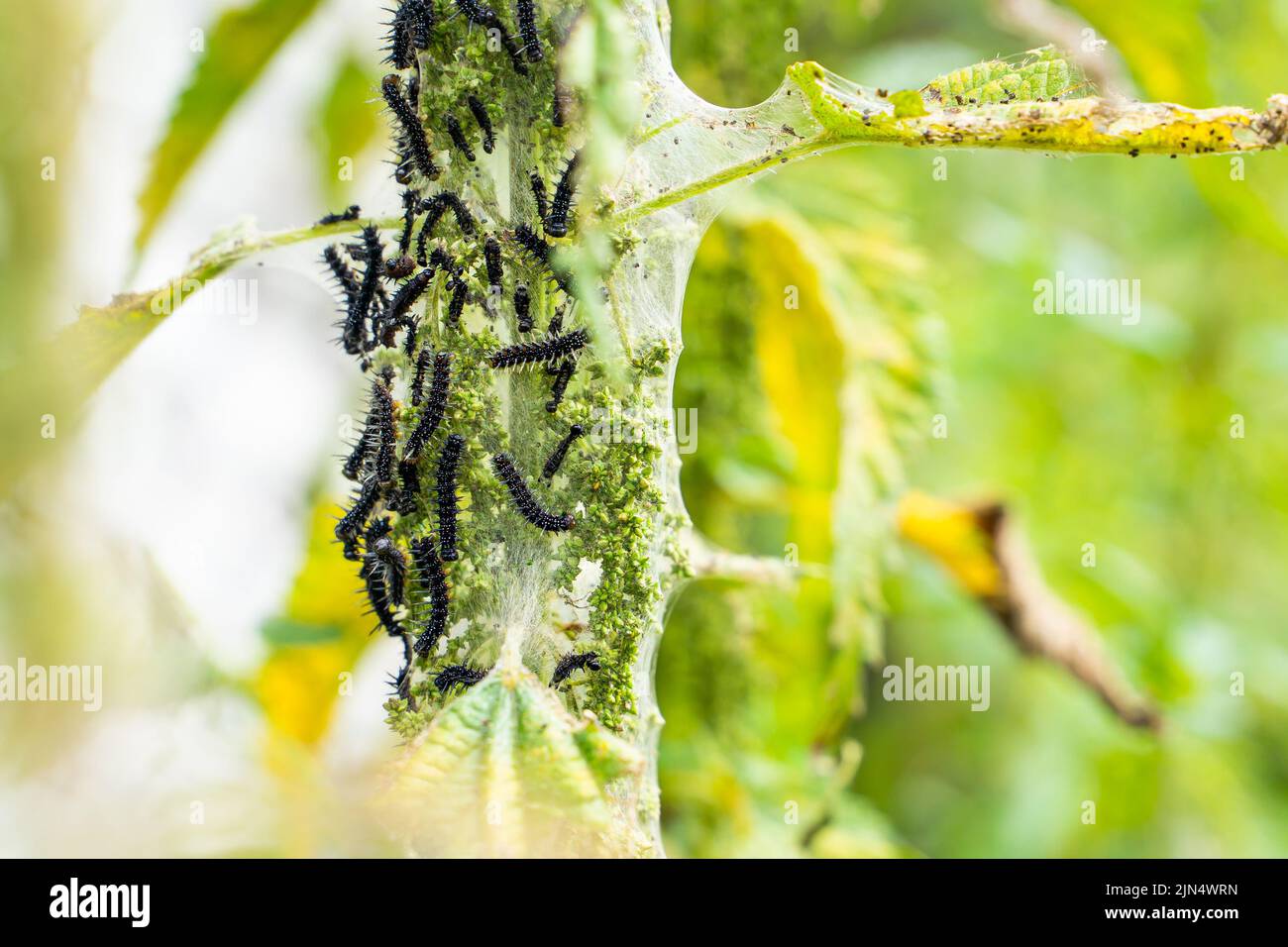 Molti cerchietti neri della farfalla di pavone sulle ortiche da vicino, sfondo sfocato. caterpillar nero con punte e punti bianchi in un comune Foto Stock