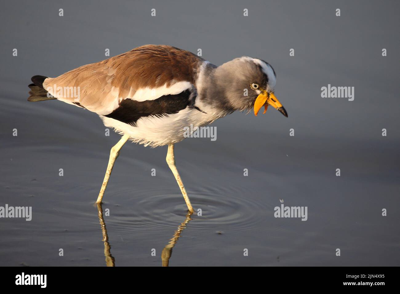 Weißscheitelkiebitz / Bianco-incoronato pavoncella o bianco-guidato Pavoncella / Vanellus albiceps Foto Stock