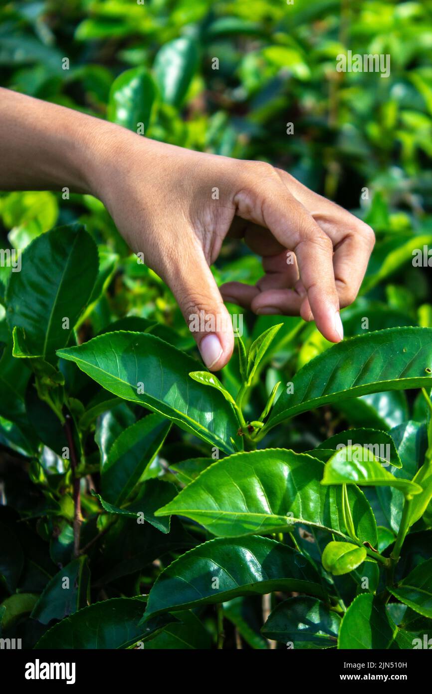 Primo piano le donne mano dito che raccoglie le foglie di tè in una piantagione di tè per il prodotto, naturale selezionato, foglie di tè fresco in fattoria di tè in indonesia Foto Stock