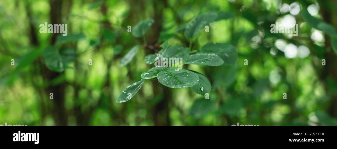 Alberi primavera o estate nella foresta dopo la pioggia, fuoco selettivo morbido. Calma natura 16:6 banner per sito web. Foto Stock
