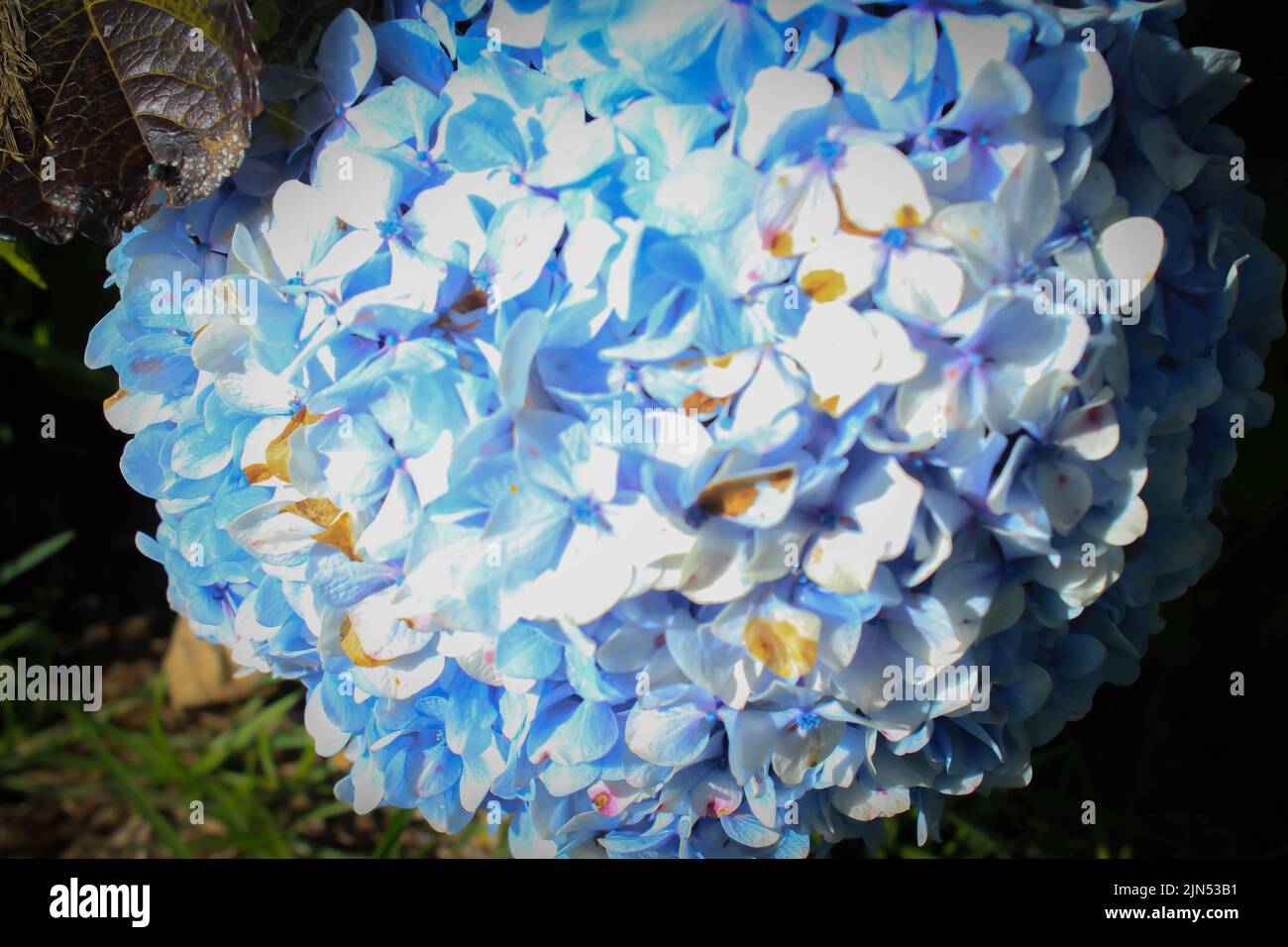 Blu, Hydrangea fiore (Hydrangea macrophylla) fioritura in primavera ed estate in un giardino. Hydrangea macrophylla - bella macchia di fiori di hortensia Foto Stock