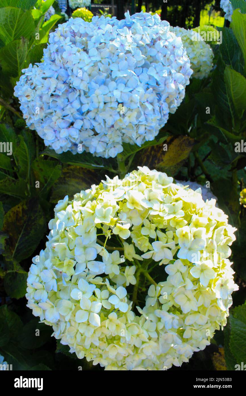 Blu, Hydrangea fiore (Hydrangea macrophylla) fioritura in primavera ed estate in un giardino. Hydrangea macrophylla - bella macchia di fiori di hortensia Foto Stock