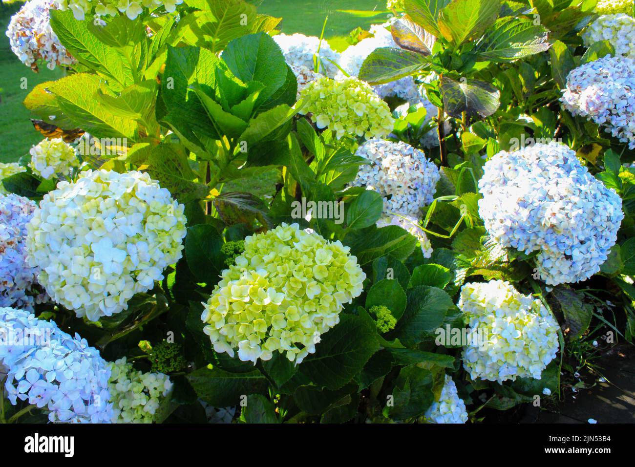 Blu, Hydrangea fiore (Hydrangea macrophylla) fioritura in primavera ed estate in un giardino. Hydrangea macrophylla - bella macchia di fiori di hortensia Foto Stock