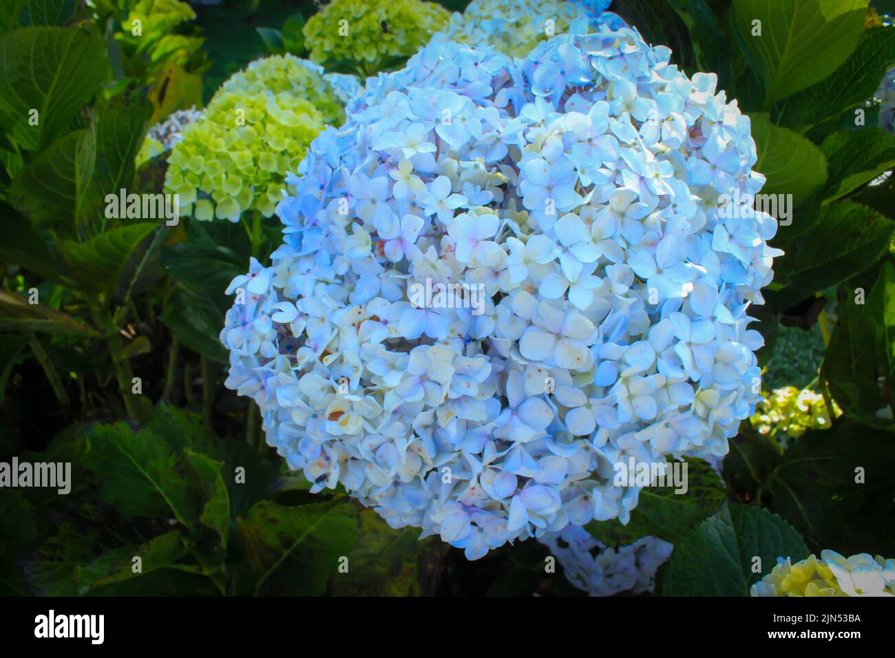Blu, Hydrangea fiore (Hydrangea macrophylla) fioritura in primavera ed estate in un giardino. Hydrangea macrophylla - bella macchia di fiori di hortensia Foto Stock