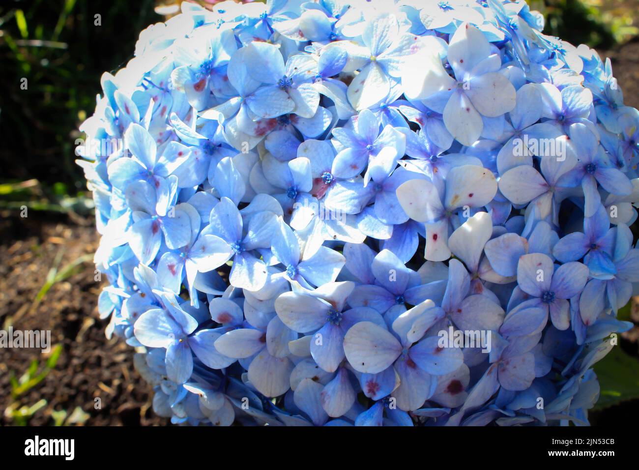 Blu, Hydrangea fiore (Hydrangea macrophylla) fioritura in primavera ed estate in un giardino. Hydrangea macrophylla - bella macchia di fiori di hortensia Foto Stock