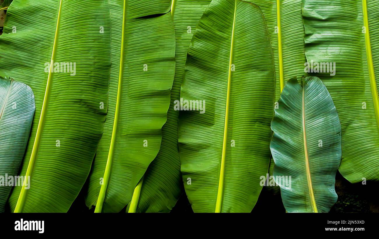 A.Monamour Wandkleed Wandtapijt Piante Tropicali Di Foglie Di Palma Di