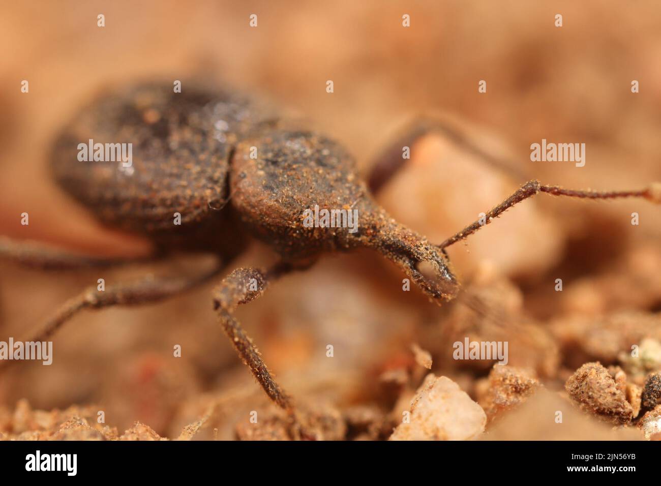 (220809) -- CANBERRA, 9 agosto 2022 (Xinhua) -- Foto fornita dalla Commonwealth Scientific and Industrial Research Organization (CSIRO) il 9 agosto 2022 mostra una delle due nuove specie di malvagi presenti nelle grotte laviche del Parco Nazionale vulcanico di Undara nel Queensland, Australia. L'agenzia scientifica nazionale australiana ha rivelato di aver nominato e descritto più di 100 nuove specie nell'ultimo anno in una "vittoria per la biodiversità". Ricercatori del CSIRO di Canberra hanno identificato 139 nuove specie e le hanno descritte in riviste scientifiche negli ultimi 12 mesi. Il conteggio è costituito da 131 insetti Foto Stock