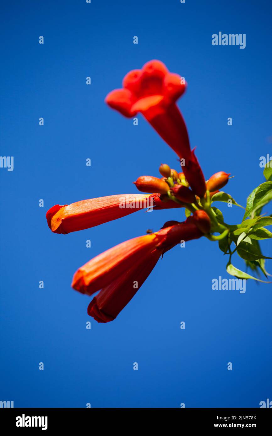 Campsis radicans, la tromba della Virginia, in fiore contro un cielo blu brillante. Foto Stock