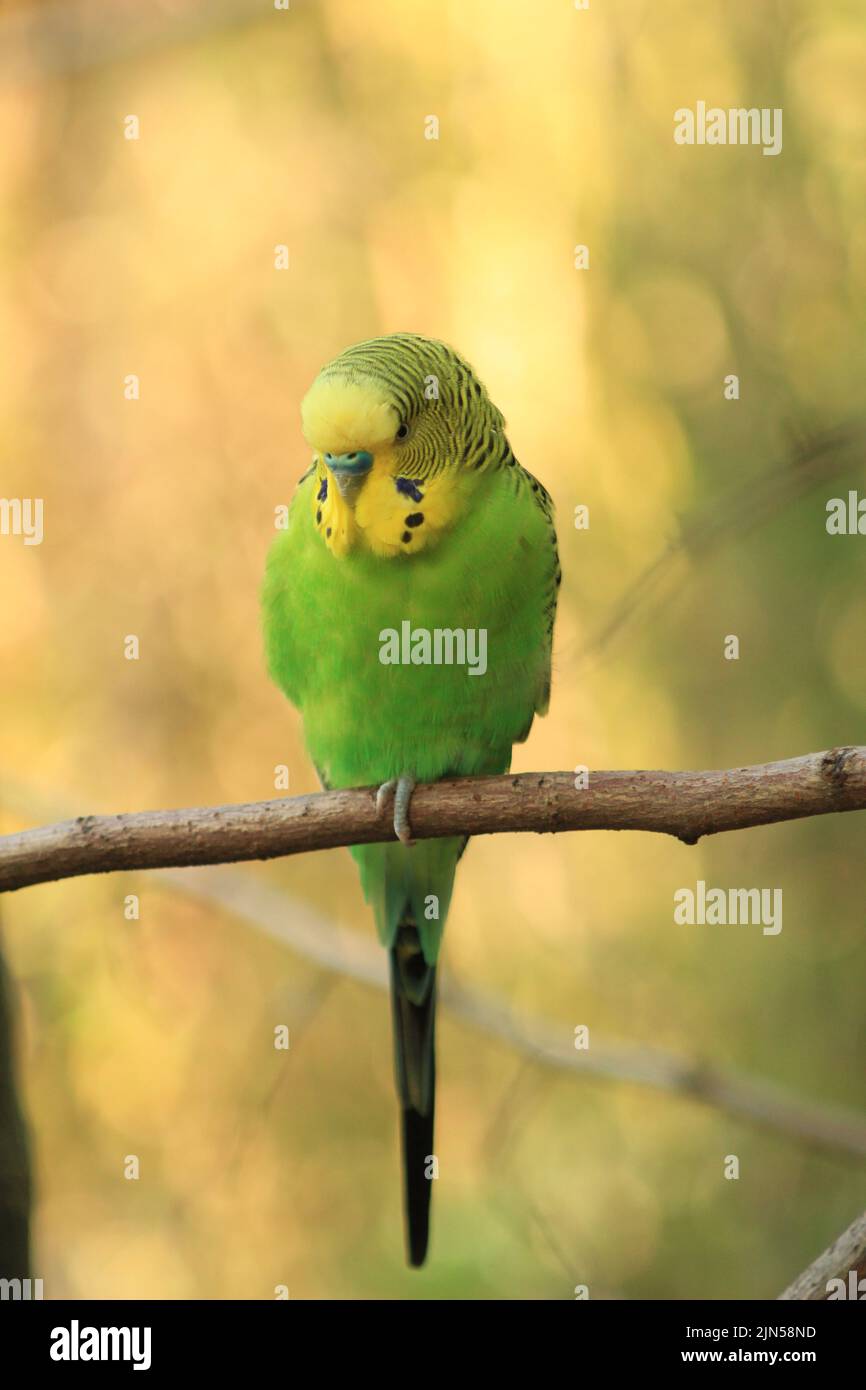 Un budgerigar arroccato su un albero ramoscello contro sfondo sfocato Foto Stock