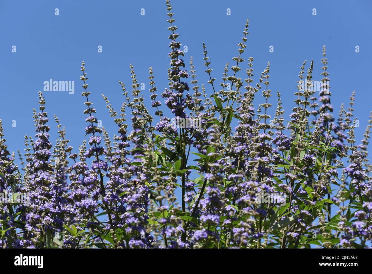 Verwendet, Verwendet, Verwendet, Verwendet, Verwendet, Verwendet, Verwendet. Moenchspfeffer, Vitex agnus è una medicina importante Foto Stock