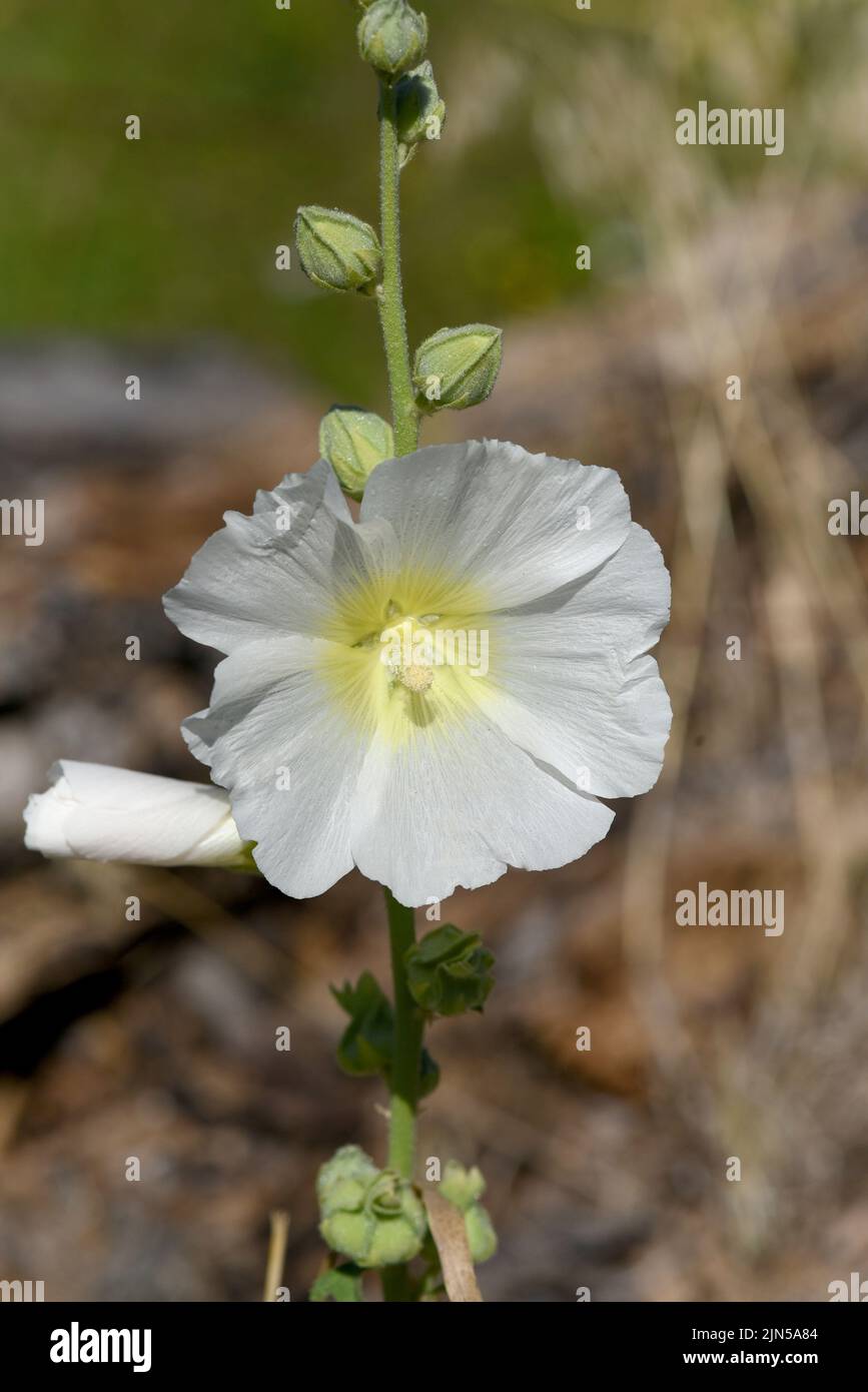 Stockrose, Alcea rosea, auch unter den Namen Stockmalve oder Bauernrose bekannt ist eine schoene Gartenblume und eine Heilpflanze. Hollyhock, Alcea ro Foto Stock