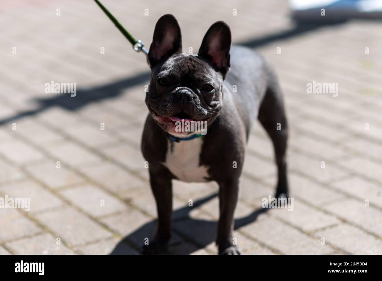 Bulldog francese, in città, al guinzaglio. Foto di alta qualità Foto Stock
