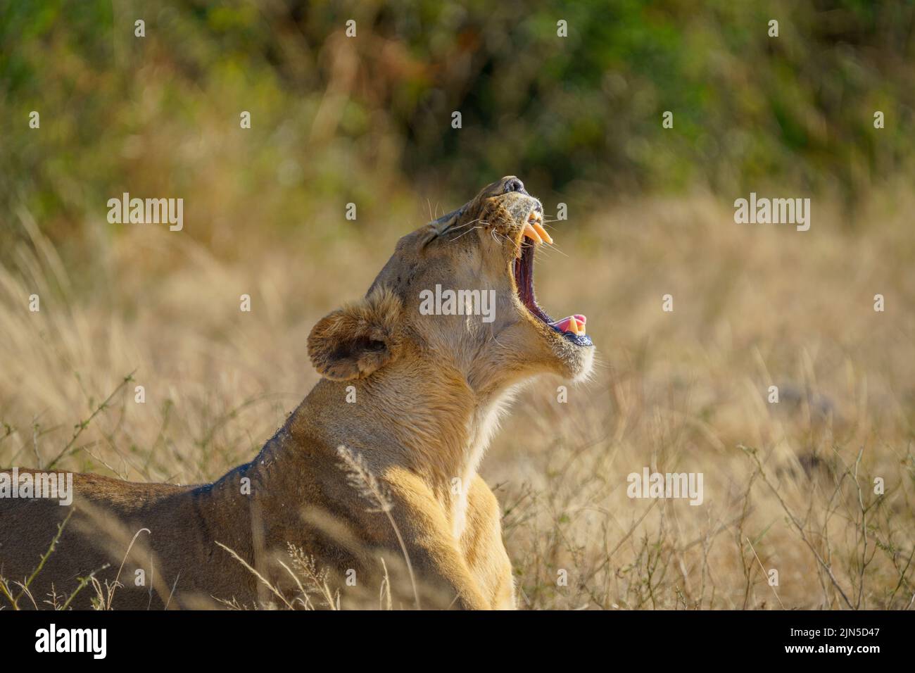 Ritratto della leonessa (Panthera leo) con bocca aperta. Sfondo sfocato. Chobe National Park, Botswana, Africa Foto Stock