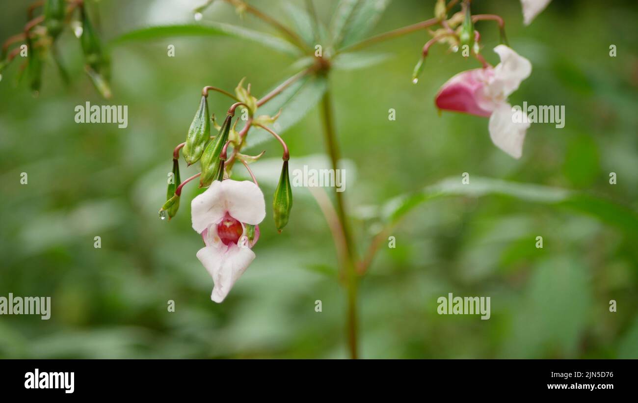Himalayan balsam Impatiens glandulifera fiore primo piano fiore rosa fiore dettaglio, ornamentale toccante oreficeria miele occidentale insetti raccogliere sega Foto Stock