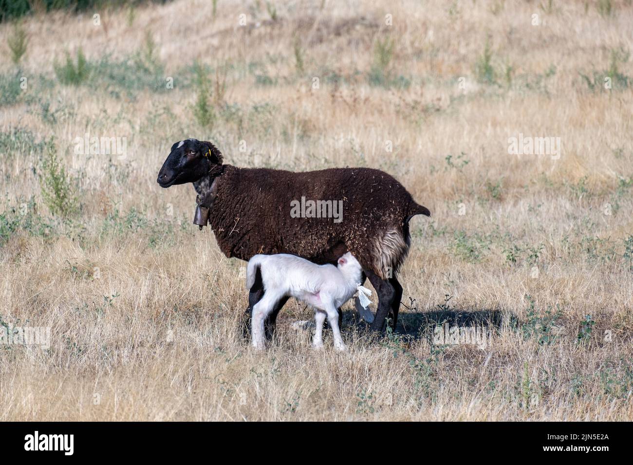 Due pecore piccole, e pecore bambino che succhiano latte dalle mammelle della madre Foto Stock