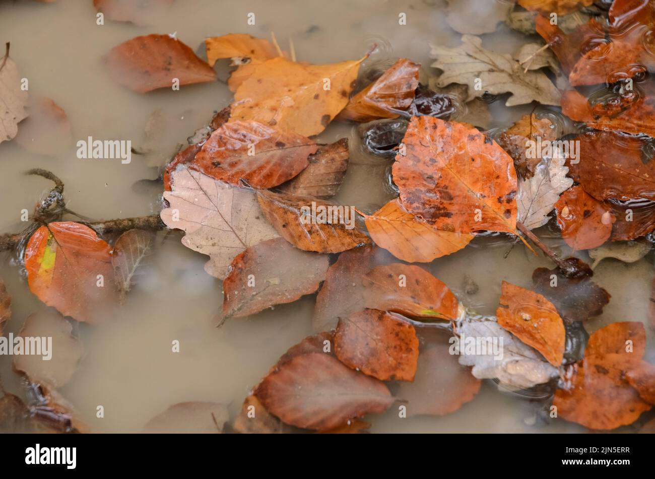 Foglie marroni del faggio comune (Fagus sylvatica) in una pozza d'acqua in una foresta durante l'autunno in Germania Foto Stock