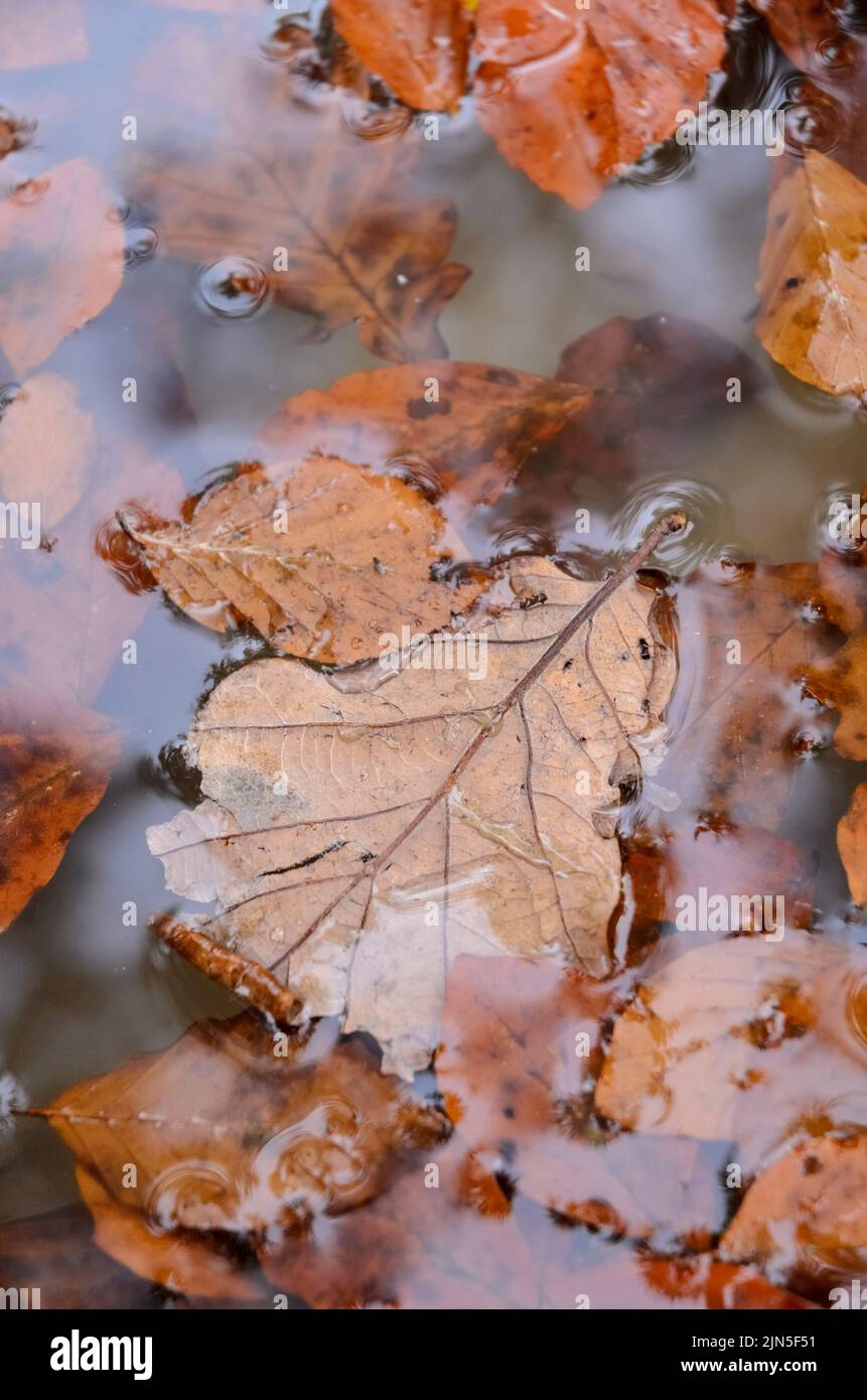 Foglie marroni del faggio comune (Fagus sylvatica) in una pozza d'acqua in una foresta durante l'autunno in Germania Foto Stock