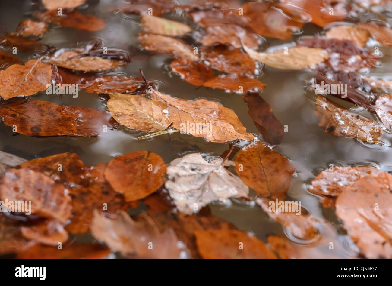 Foglie marroni del faggio comune (Fagus sylvatica) in una pozza d'acqua in una foresta durante l'autunno in Germania Foto Stock