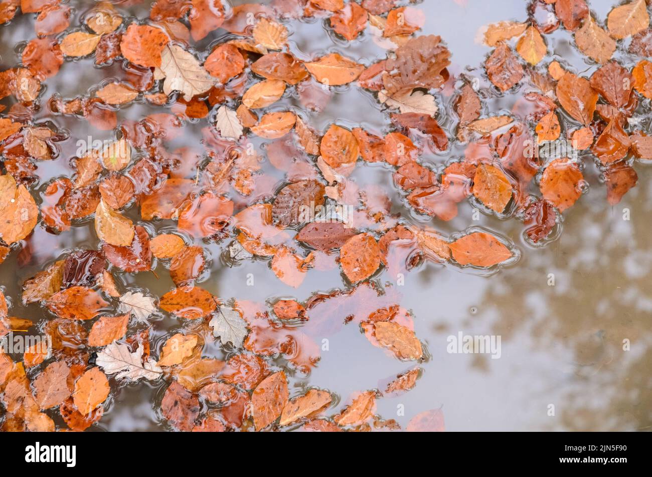 Foglie marroni del faggio comune (Fagus sylvatica) in una pozza d'acqua in una foresta durante l'autunno in Germania Foto Stock