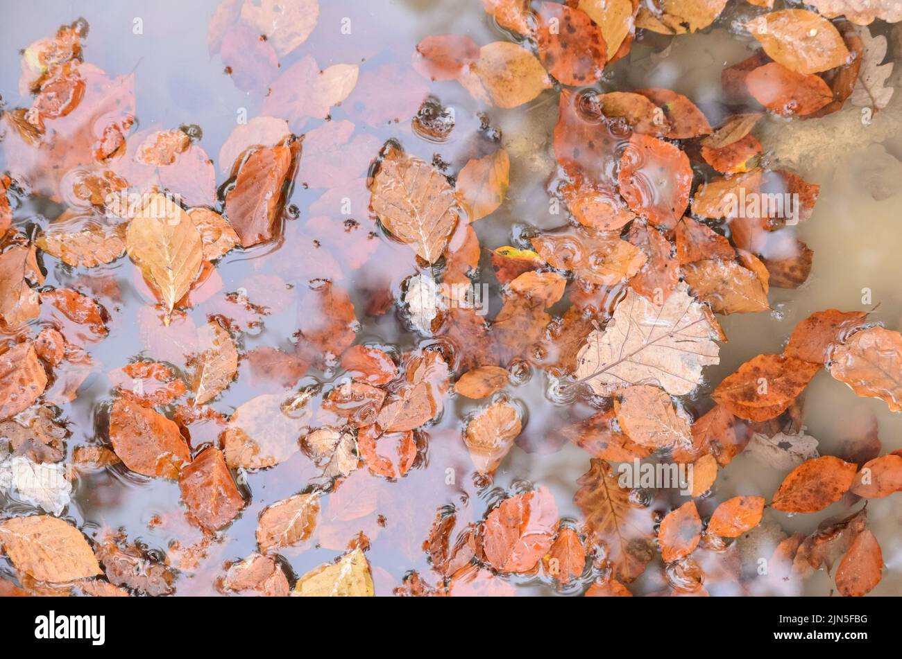 Foglie marroni del faggio comune (Fagus sylvatica) in una pozza d'acqua in una foresta durante l'autunno in Germania Foto Stock