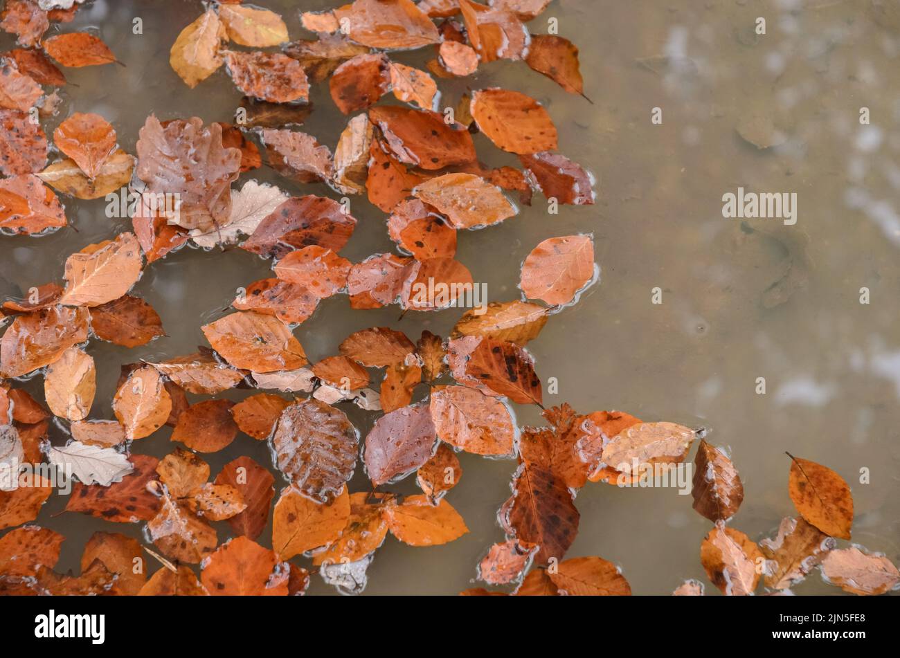 Foglie marroni del faggio comune (Fagus sylvatica) in una pozza d'acqua in una foresta durante l'autunno in Germania Foto Stock