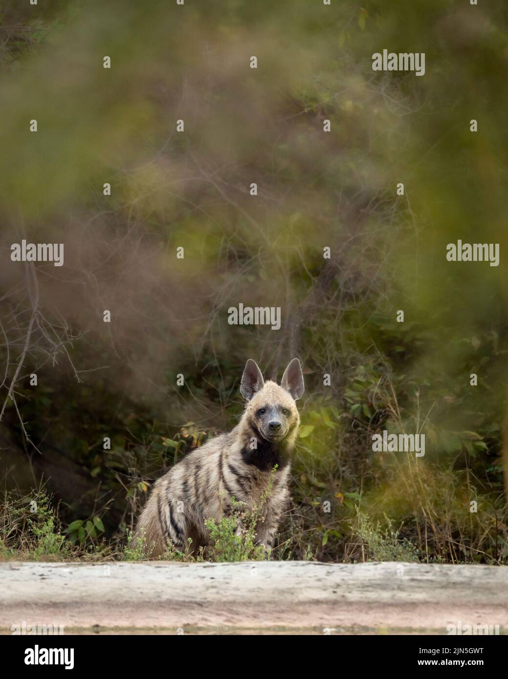 Wild Striped hyena testa su con contatto visivo vicino al waterhole in sfondo verde naturale durante il safari all'aperto nella giungla nella foresta di jhalana leopard Reserve Foto Stock