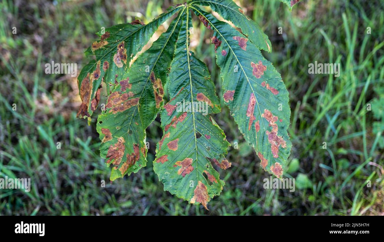 Grandi foglie di castagno verde ricoperte di macchie secche marroni. Nocciola europea attaccata dal minatore nocivo di foglie di cavallo-castagno. Grandi foglie di poveri Foto Stock