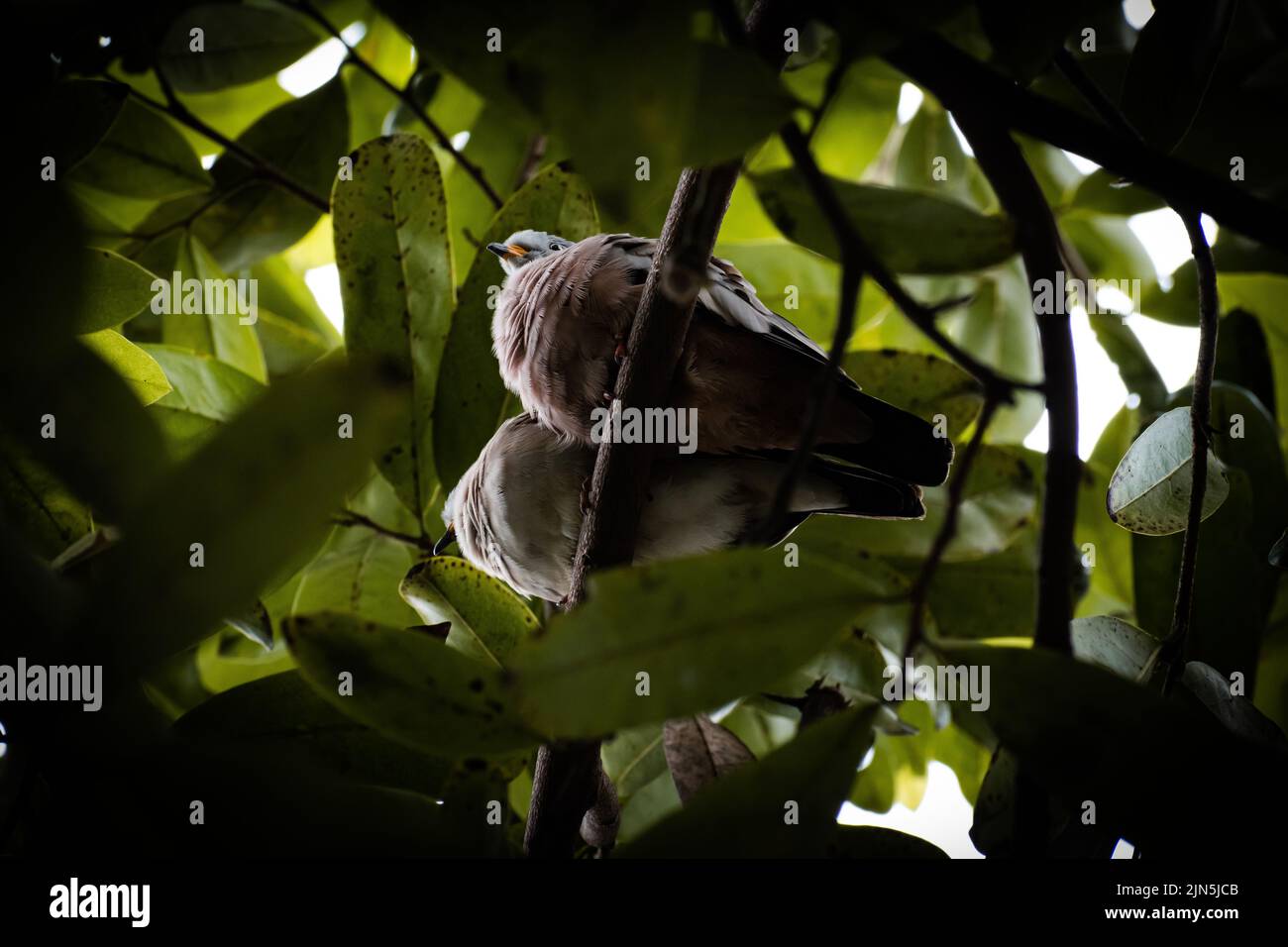 Un primo piano di un paio di colombe di terreno rudoso arroccato su un albero. Cumbina talpacoti. Foto Stock