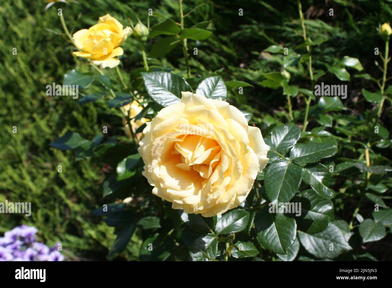 Giardino Rose e altri fiori Foto Stock