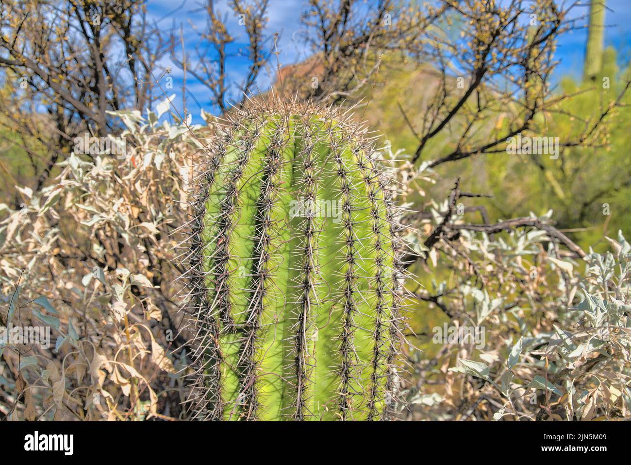 Saguaro cactus primo piano contro gli arbusti a Tucson, Arizona. Primo piano di un cactus solitario con una pianta sul retro con foglie bianche. Foto Stock