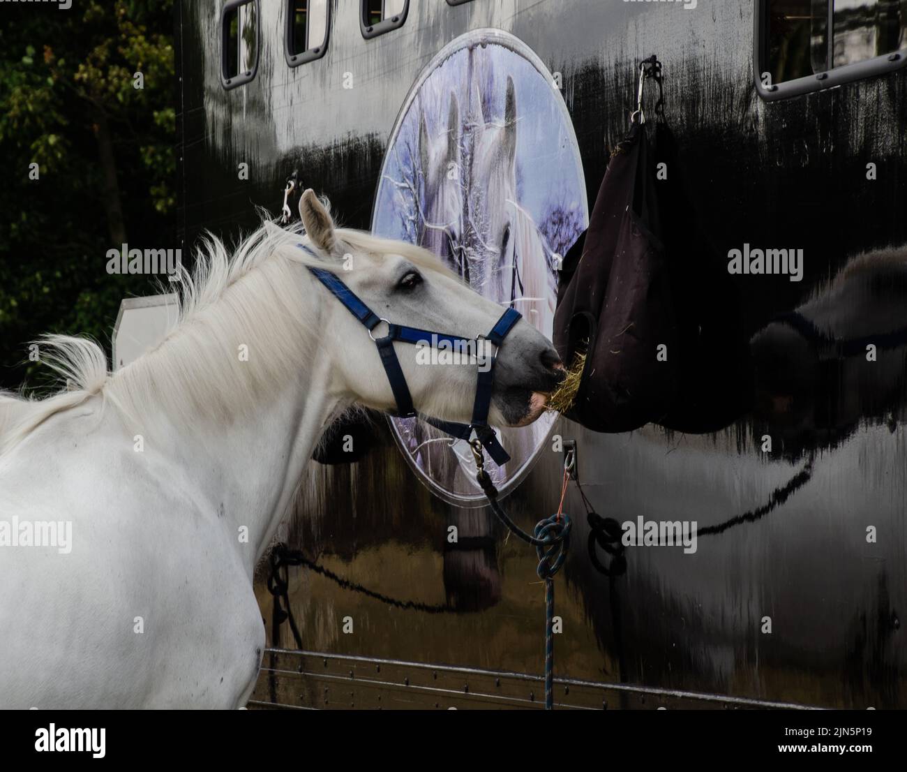 Shire si riflette in camion cavallo Foto Stock