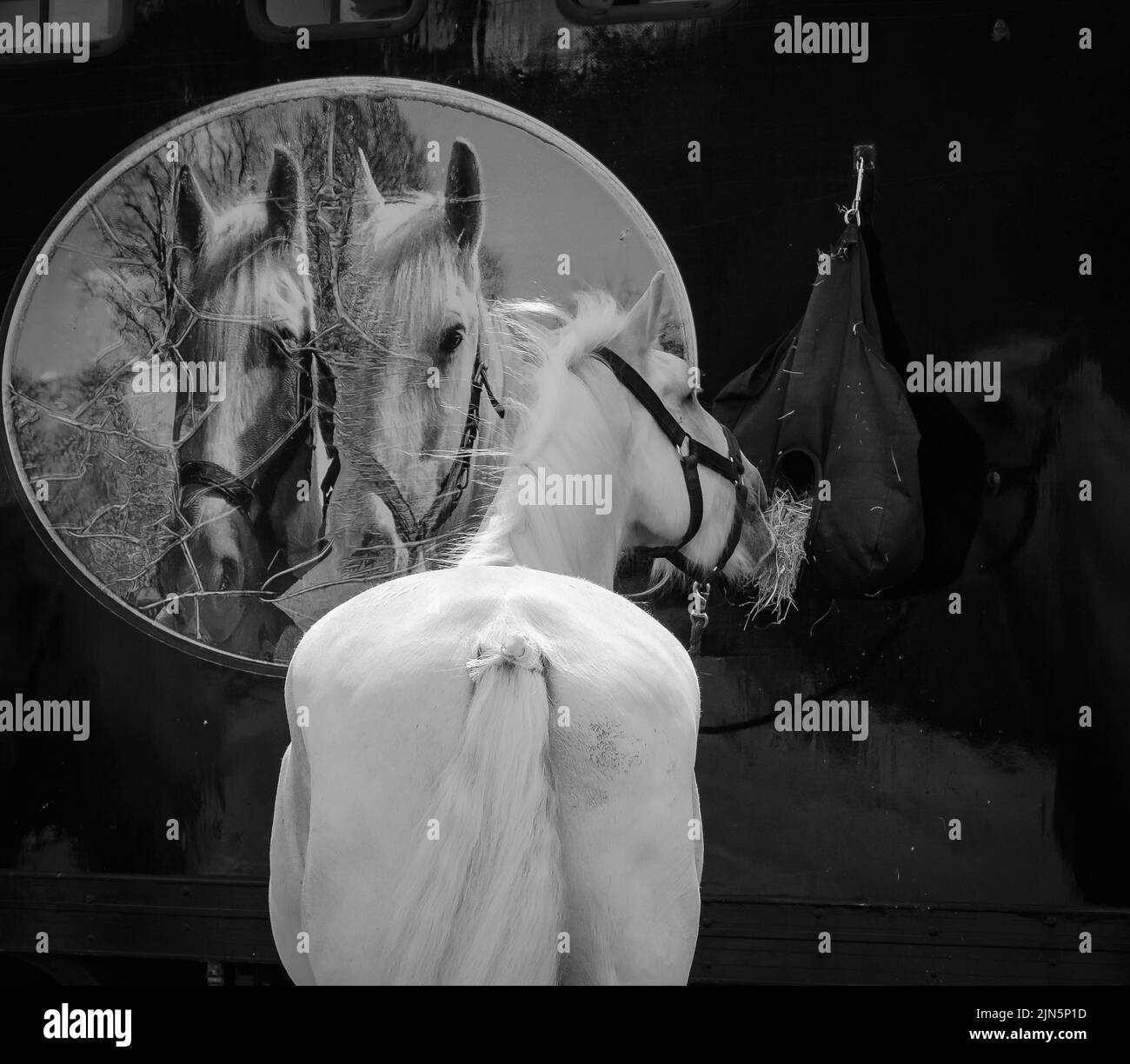 shire cavallo riflesso in camion cavallo Foto Stock