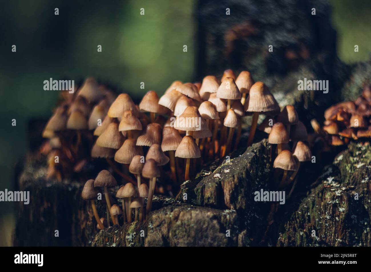 Piccoli funghi marroni Micena inclinata su un ceppo marcio. Closeup di funghi micena. Foto Stock