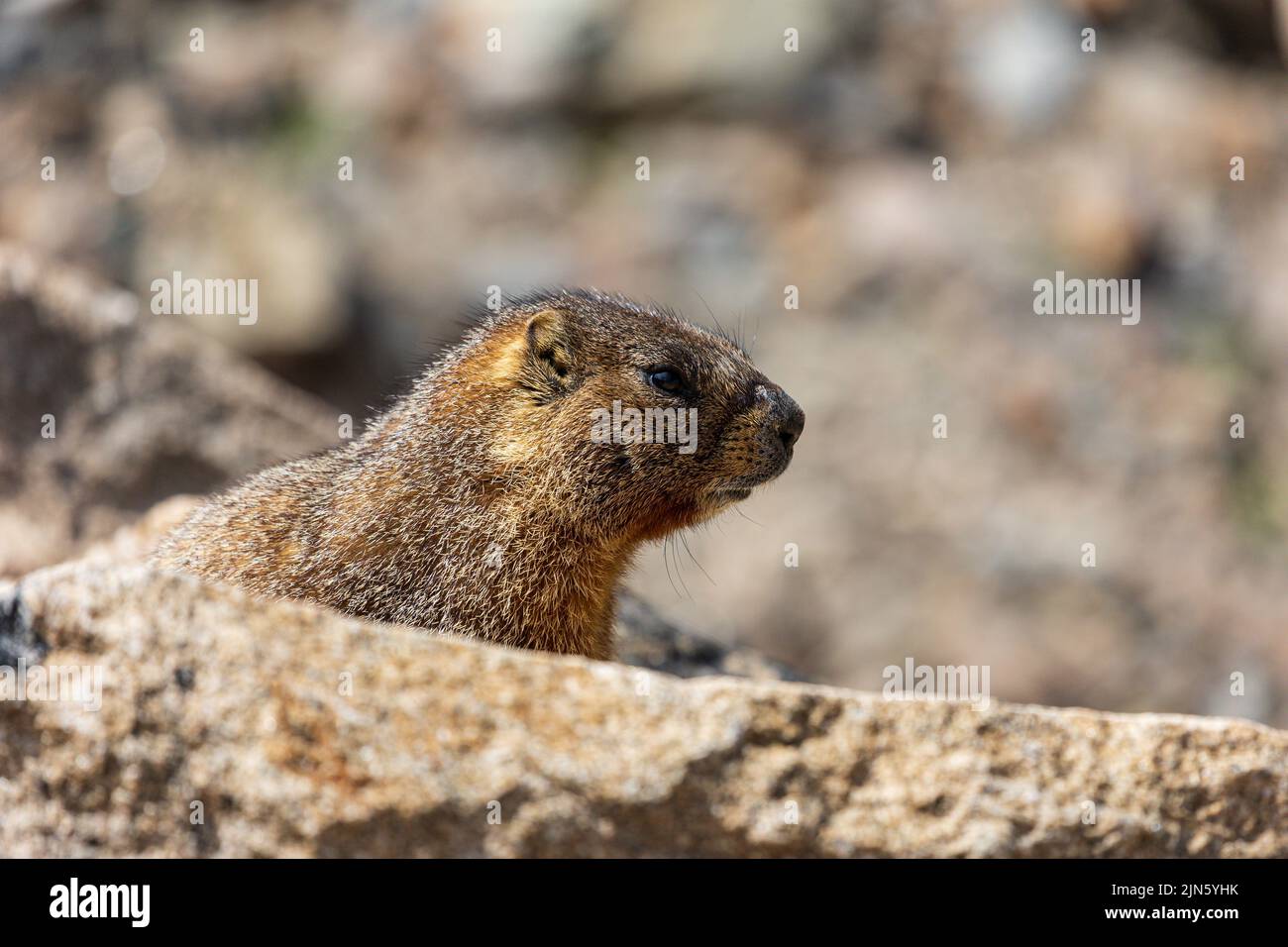 Marmota flaviventris dalla forma gialla al Rocky Mountain National Park, Colorado, USA Foto Stock