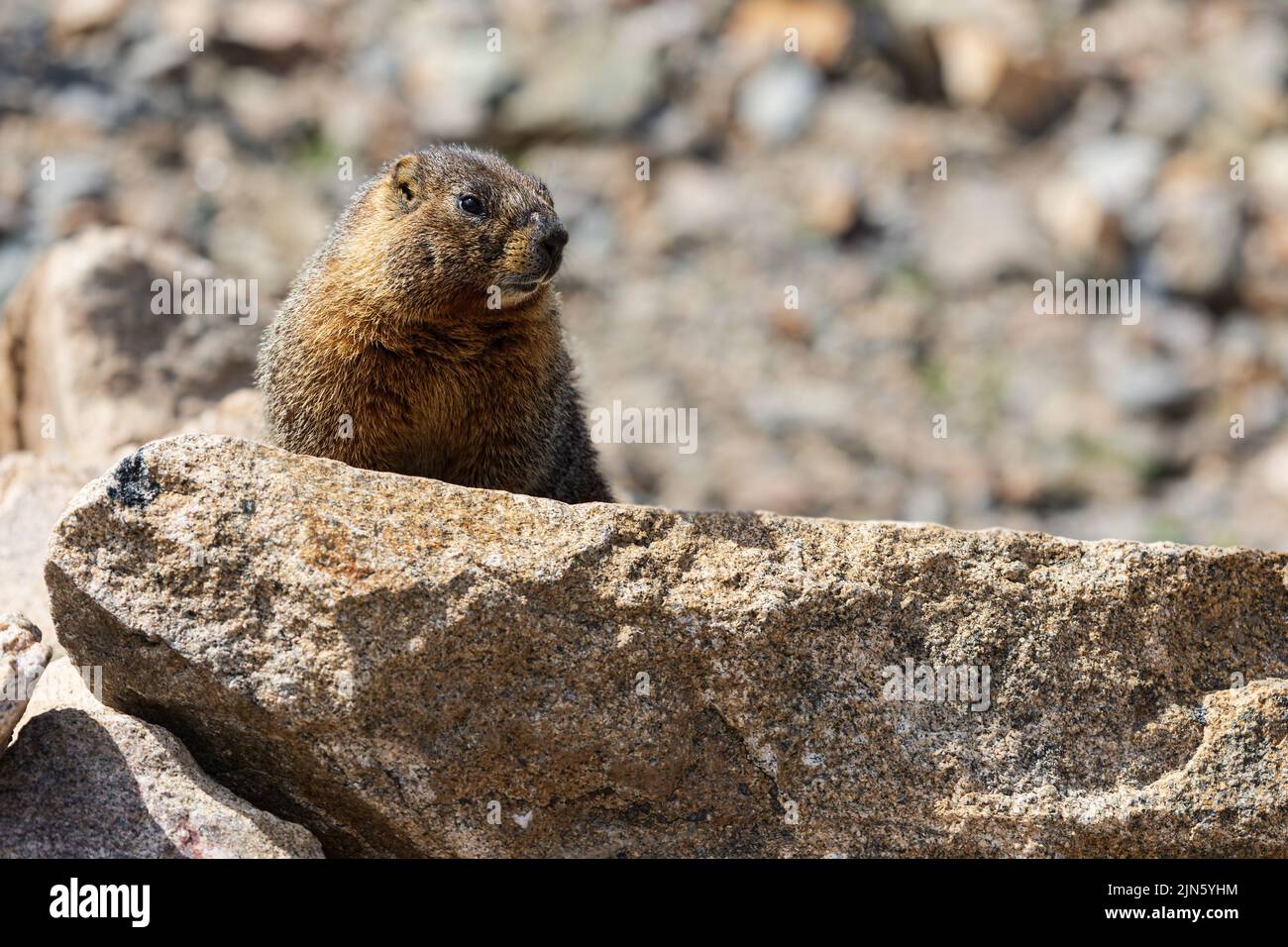 Marmota flaviventris dalla forma gialla al Rocky Mountain National Park, Colorado, USA Foto Stock