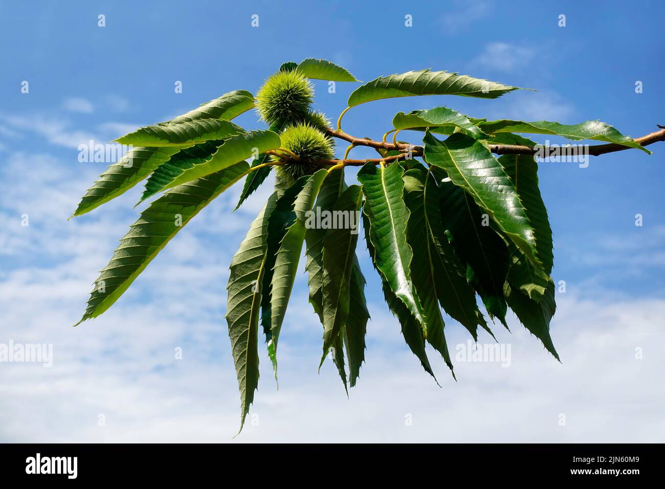 Castanea sativa, la castagna dolce, la castagna spagnola o solo la castagna Foto Stock