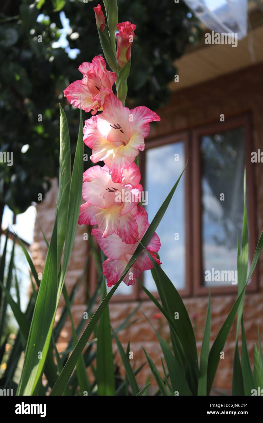 Un fiore gladiolus sorpito in un giardino Foto Stock