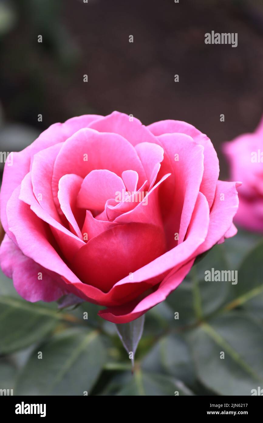 Uno sguardo più da vicino ad una rosa rosa in un giardino locale Foto Stock