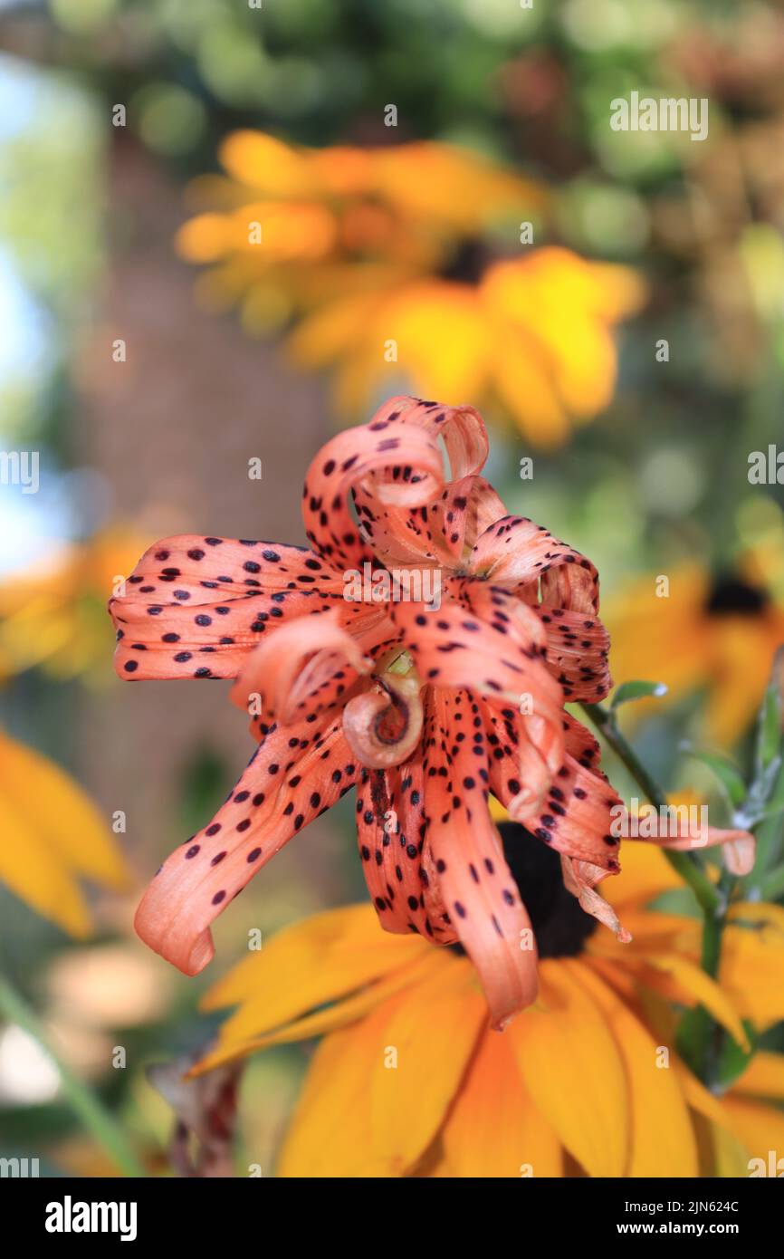 Uno sguardo più da vicino ad un fiore di giglio della tigre Foto Stock