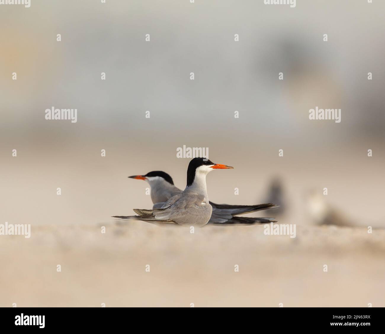 Rituale di accoppiamento a toppa bianca, Tubli, Bahrain Foto Stock