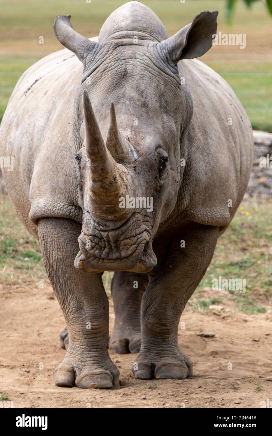 Un rinoceronte bianco dell'Africa australe o Rhino, ed il suo vitello stanno pascolare in un santuario di conservazione della fauna selvatica in Inghilterra. Hanno due corna e sono note Foto Stock