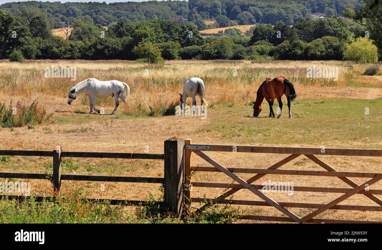 Inglese paesaggio rurale con i cavalli al pascolo in un campo Foto Stock