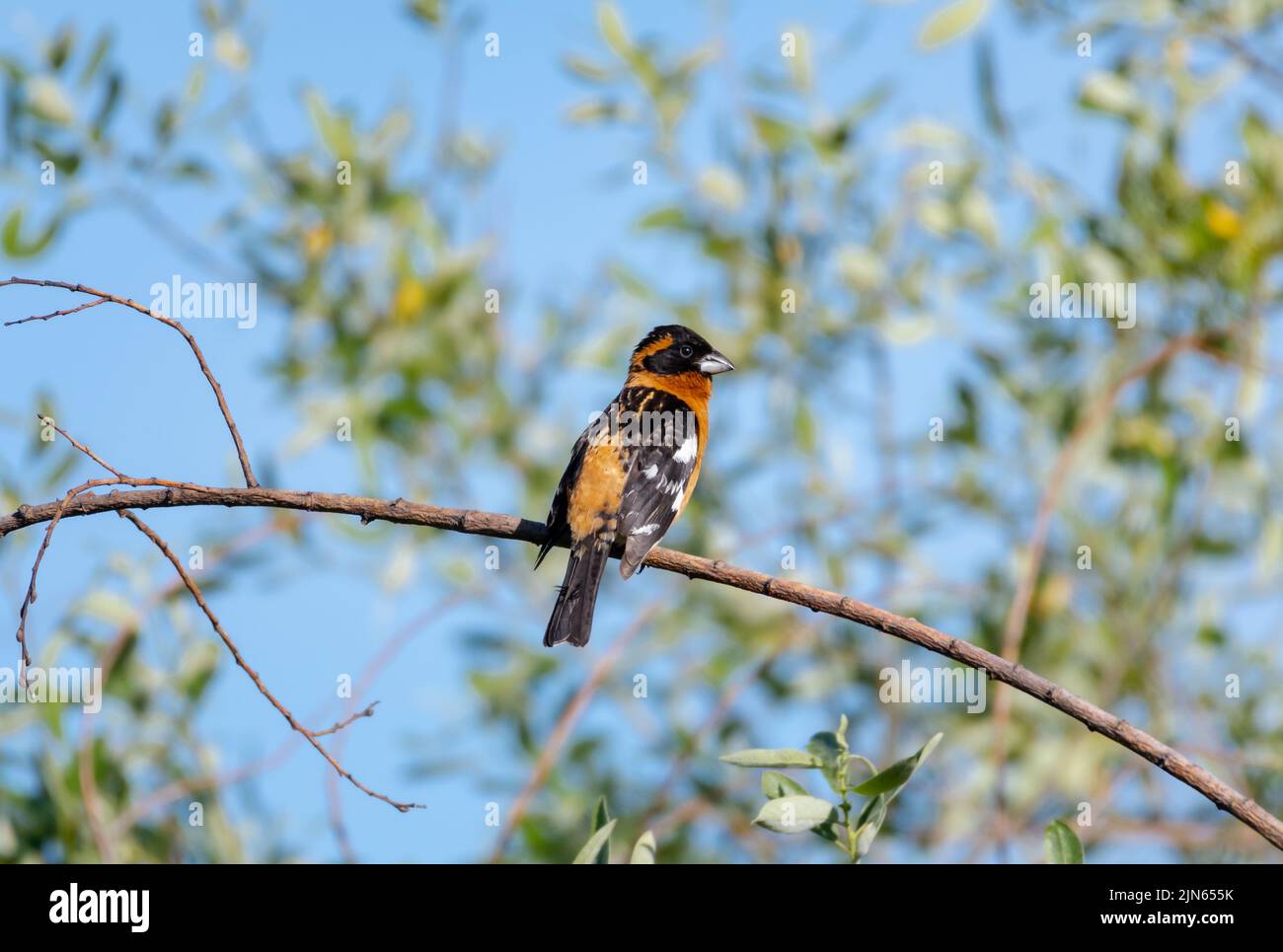 Un piccolo uccello, il Grosseak dalla testa nera, feucticus melanocephalus, arroccato su un ramo alla luce del sole. Foto Stock