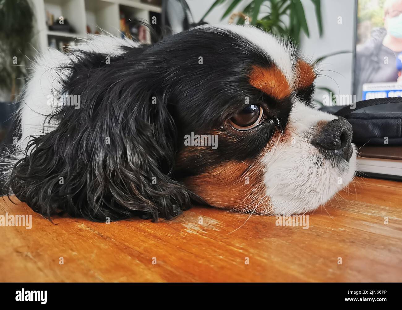 Un primo piano di Cavalier re Charles Spaniel sdraiato sul pavimento. Foto Stock