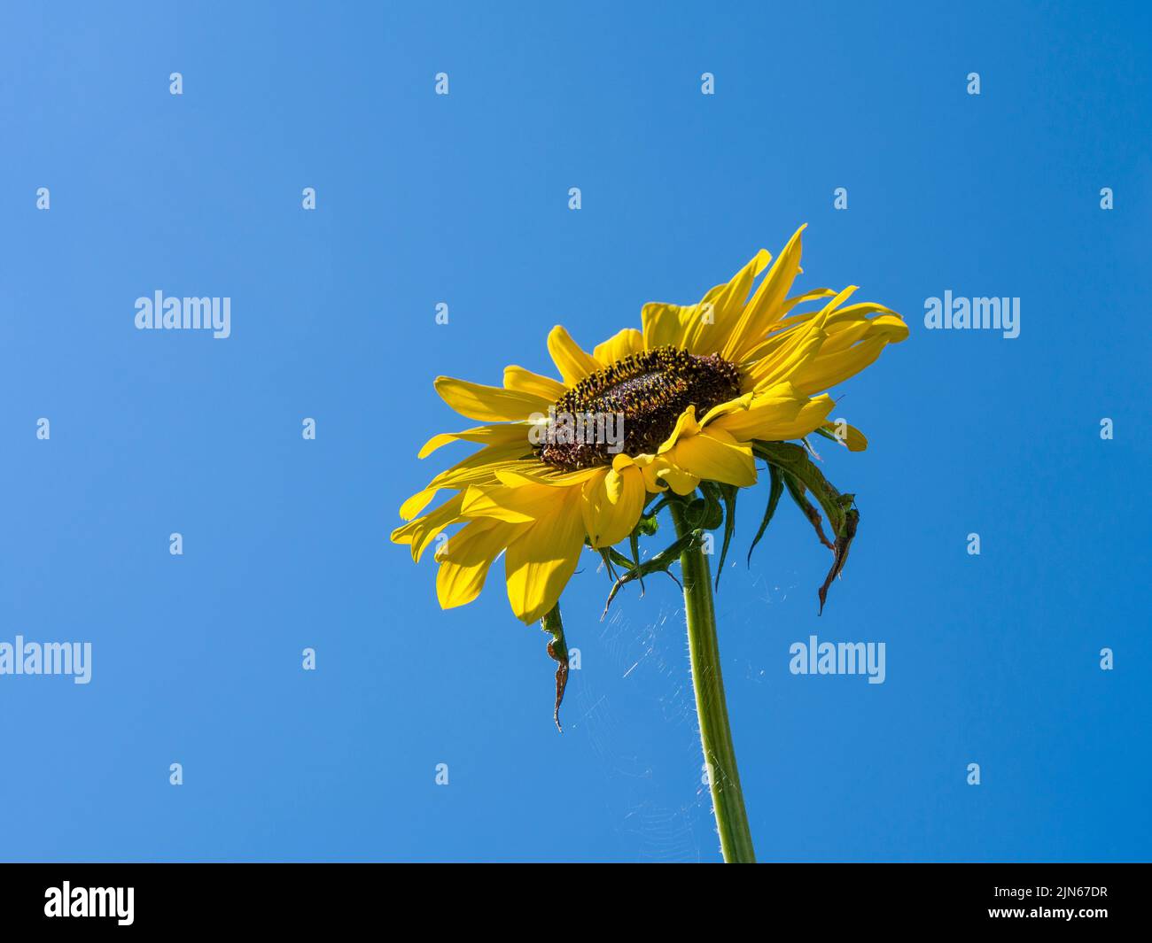 Un unico fiore di girasole Hallo (Helianthus annuus) cultivar contro un cielo azzurro chiaro nel sole estivo. Foto Stock