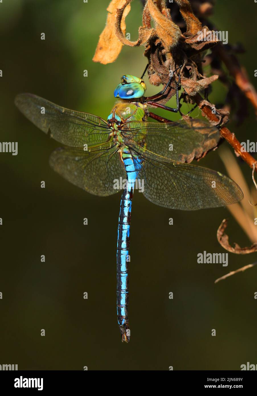 Un bell'esempio di un imperatore maschio Dragonfly - imperatore di Anax, arroccato su un ramoscello. Macro in ambiente naturale. Messa a fuoco superficiale selettiva per effetto. Foto Stock