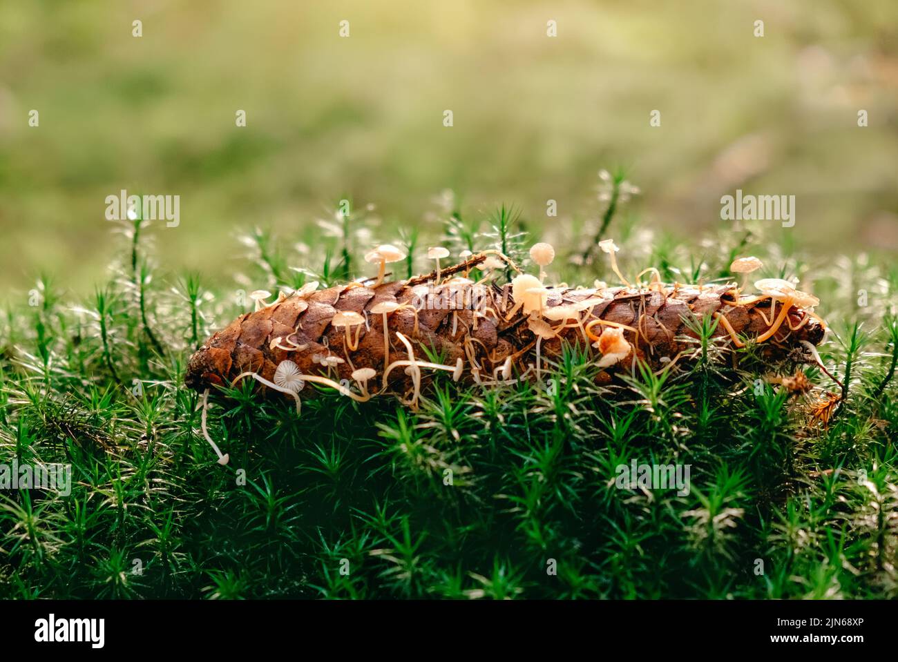 Caschetto da fata sanguinante, Micena haematopus, funghi piccoli nella foresta Foto Stock